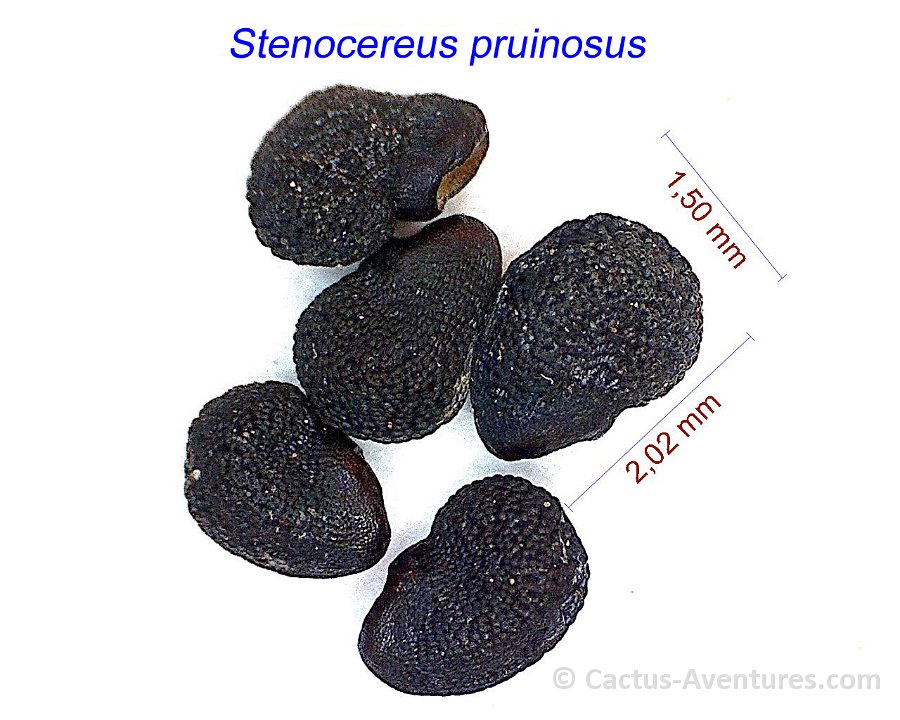 Stenocereus pruinosus